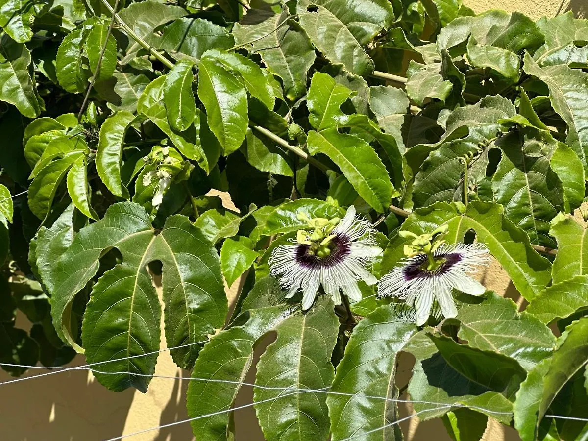 B&B Mi Ma Bo, Sal Rei, Boa Vista, Cape Verde, Free Wi-Fi 0*,